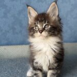 Muffin thumbnail