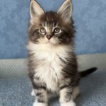Muffin thumbnail