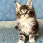 Muffin thumbnail