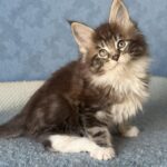 Muffin thumbnail