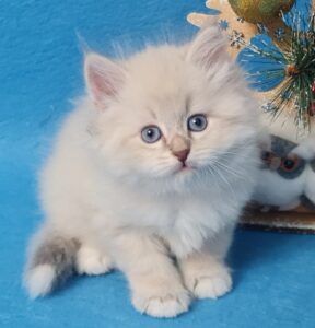 Zephir Siberian Cat kitten - Available for adoption at FavCats