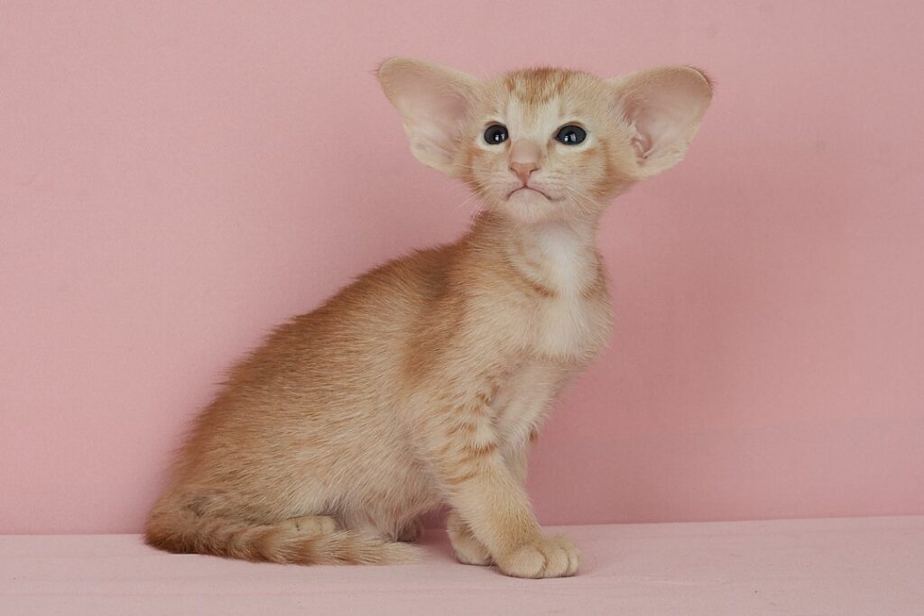 Noel
