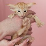 Noel thumbnail