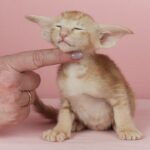 Noel thumbnail