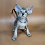 Nord reserved for Teri thumbnail