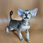 Nord reserved for Teri thumbnail