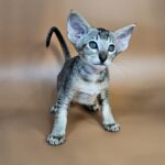 Nord reserved for Teri thumbnail