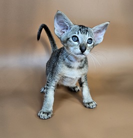 Nord reserved for Teri