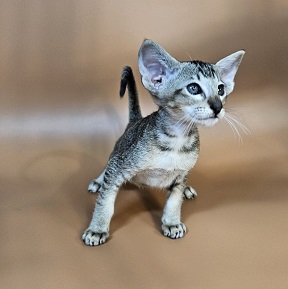 Nord reserved for Teri