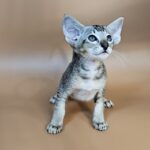 Nord reserved for Teri thumbnail