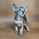 Nord reserved for Teri thumbnail