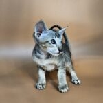 Nord reserved for Teri thumbnail