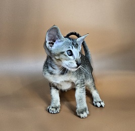 Nord reserved for Teri