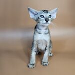 Nord reserved for Teri thumbnail