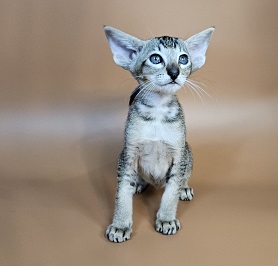 Nord reserved for Teri