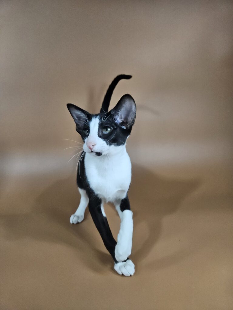 Jerry