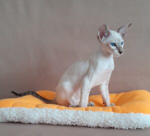 Doroti Siamese Cat kitten - Available for adoption at FavCats