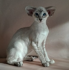 Darsi Siamese Cat kitten - Available for adoption at FavCats