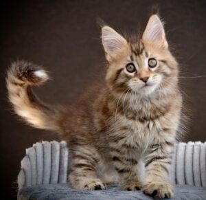 Tibet Maine Coon kitten - Available for adoption at FavCats
