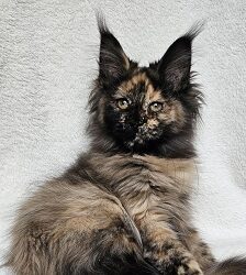 Kleopatra Maine Coon kitten - Available for adoption at FavCats