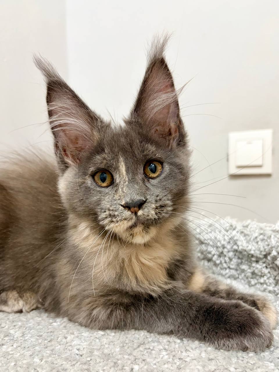 Runa R Maine Coon kitten - Available for adoption at FavCats