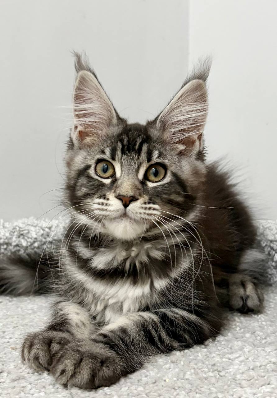 Pepsi R Maine Coon kitten - Available for adoption at FavCats