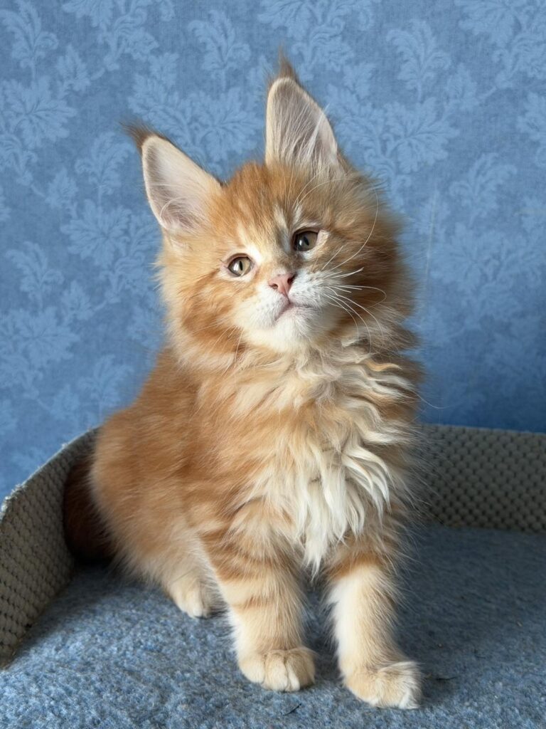 Marzipan