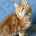 Marzipan thumbnail