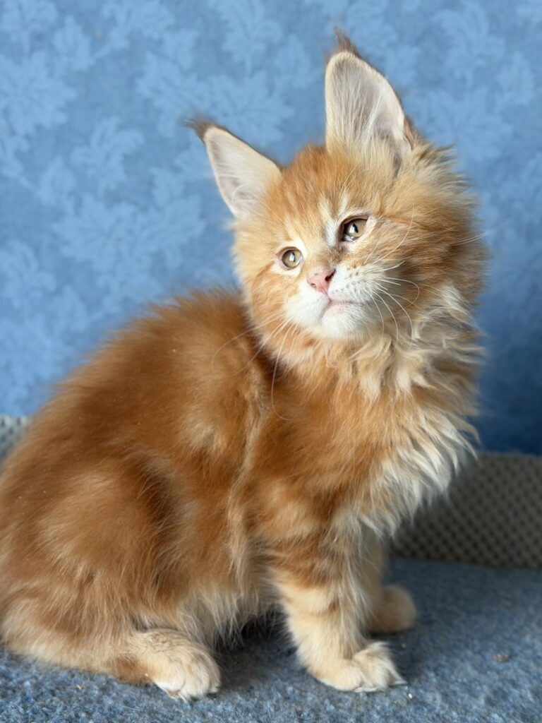 Marzipan