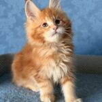 Marzipan thumbnail