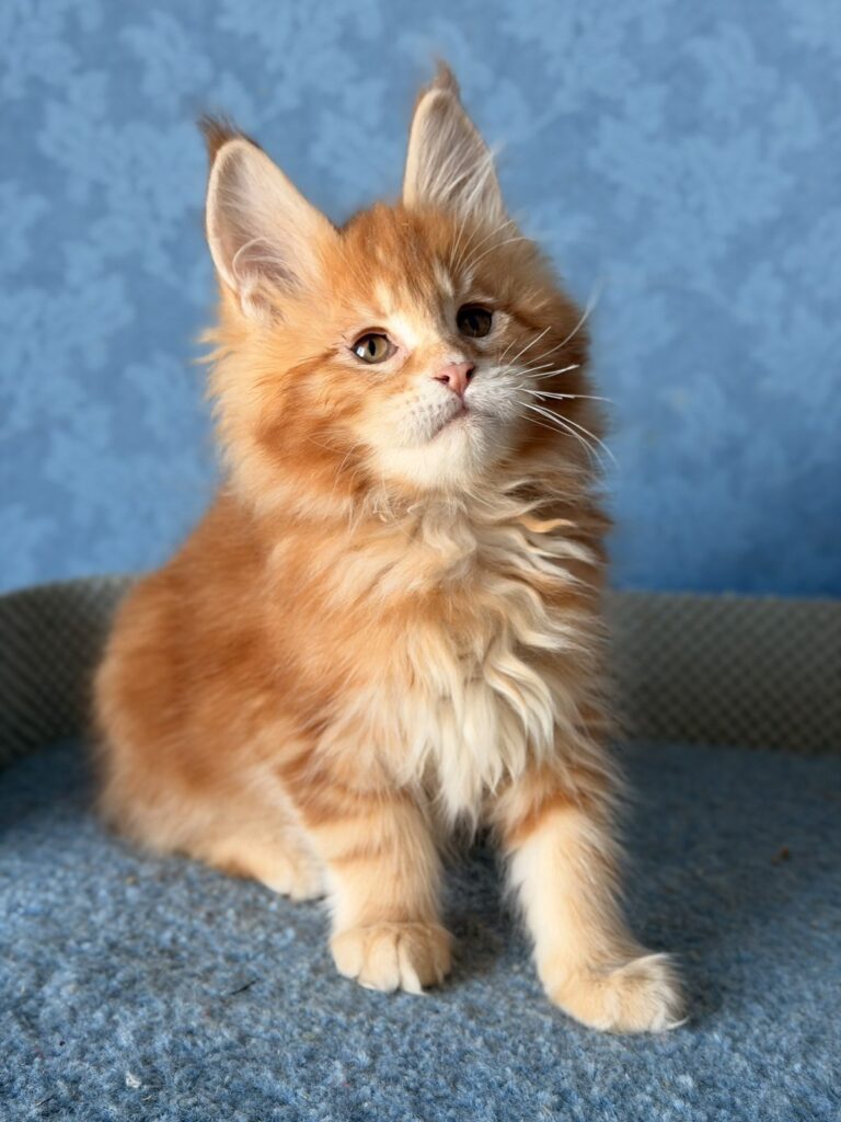 Marzipan