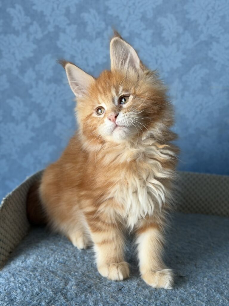 Marzipan