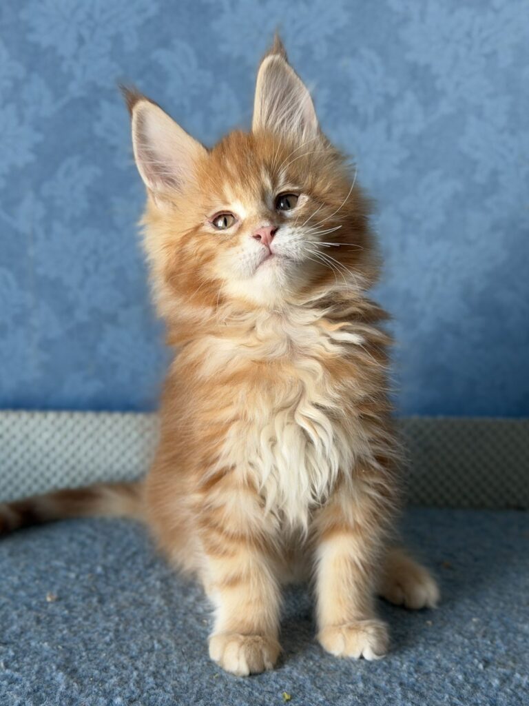 Marzipan