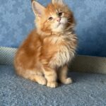 Marzipan thumbnail