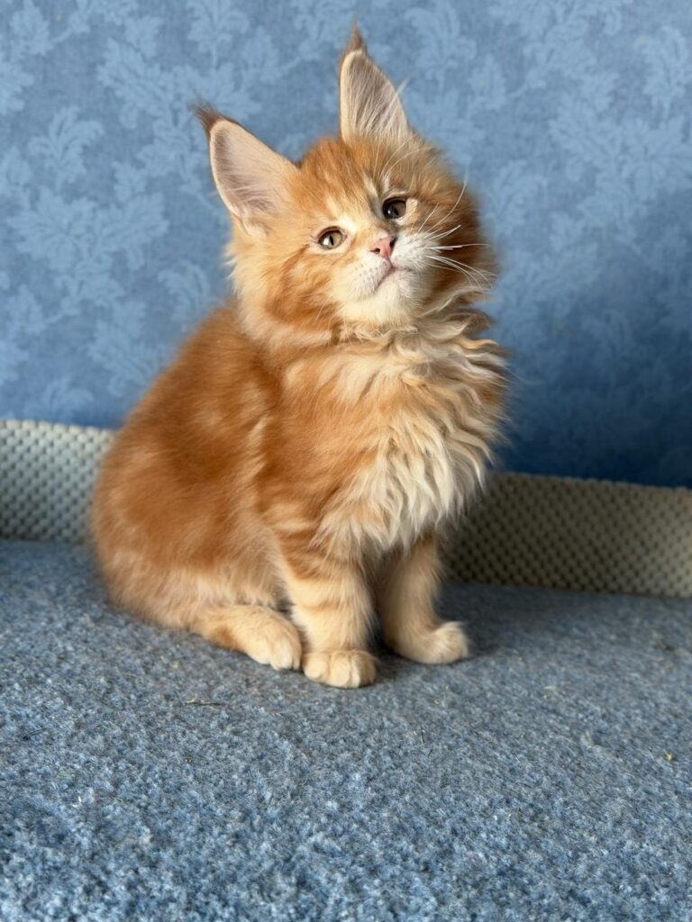 Marzipan