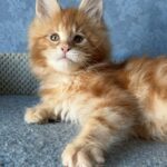 Marzipan thumbnail