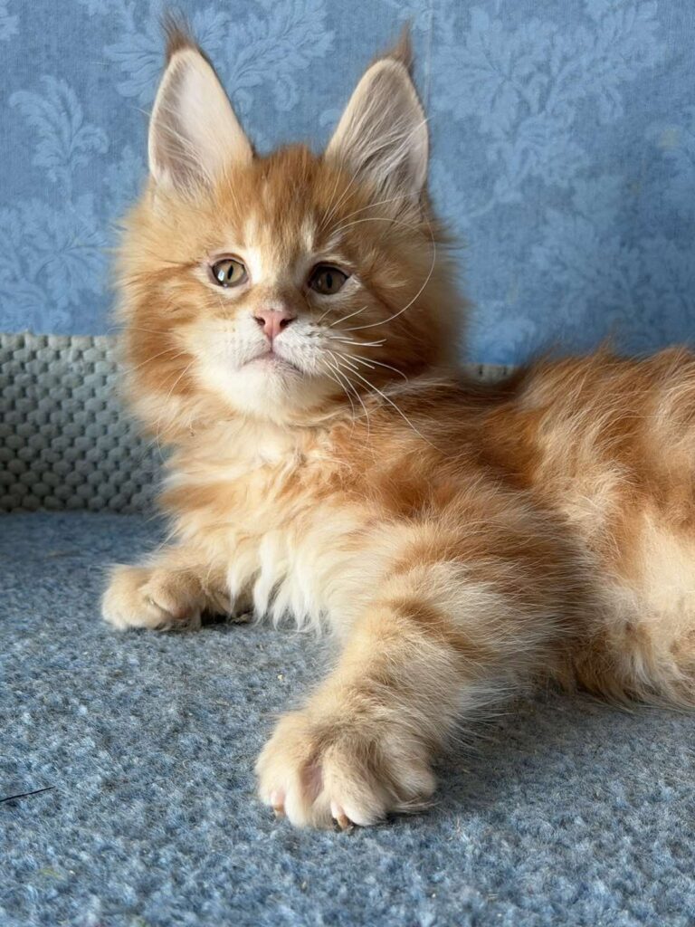 Marzipan