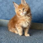 Marzipan thumbnail