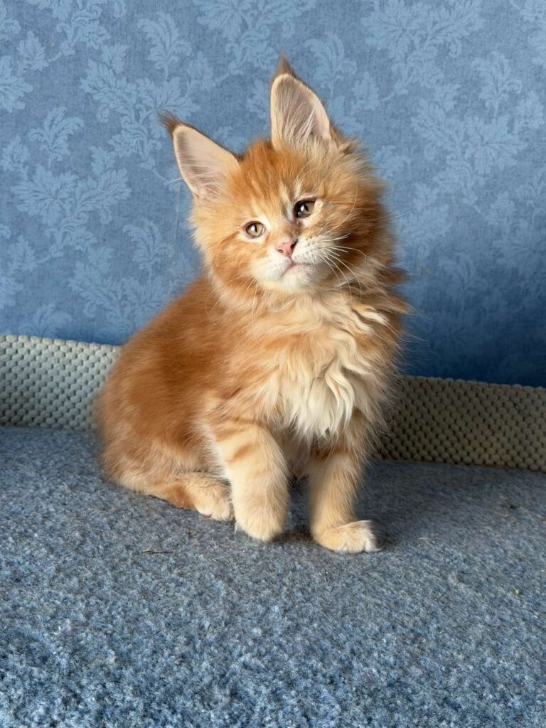 Marzipan