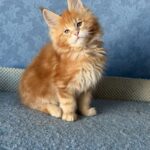 Marzipan thumbnail