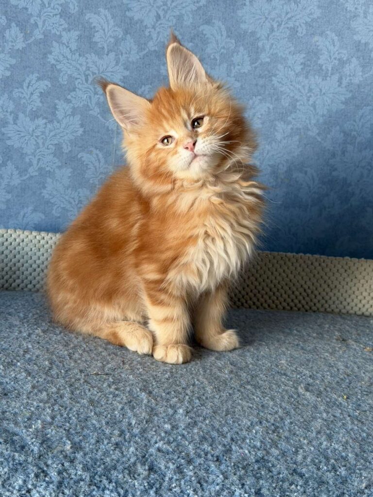 Marzipan