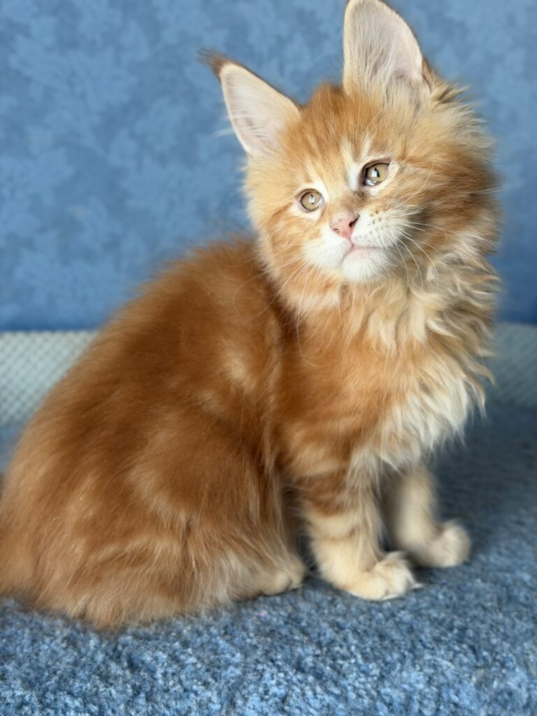 Marzipan