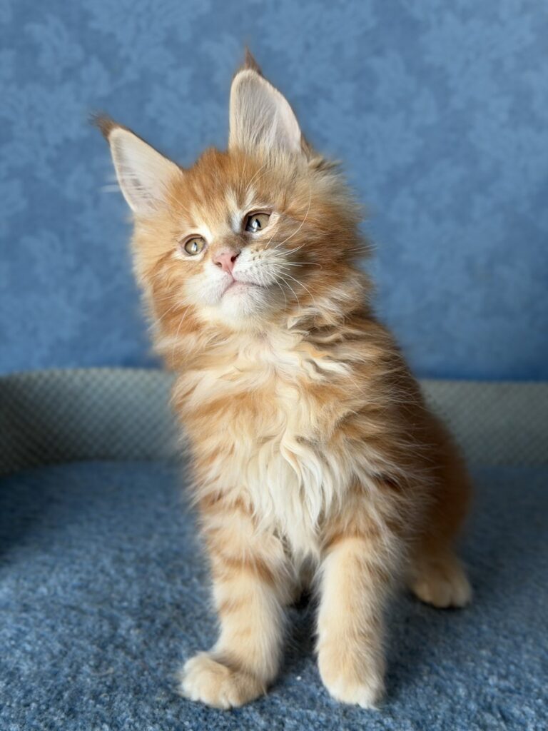 Marzipan