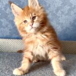 Marzipan thumbnail
