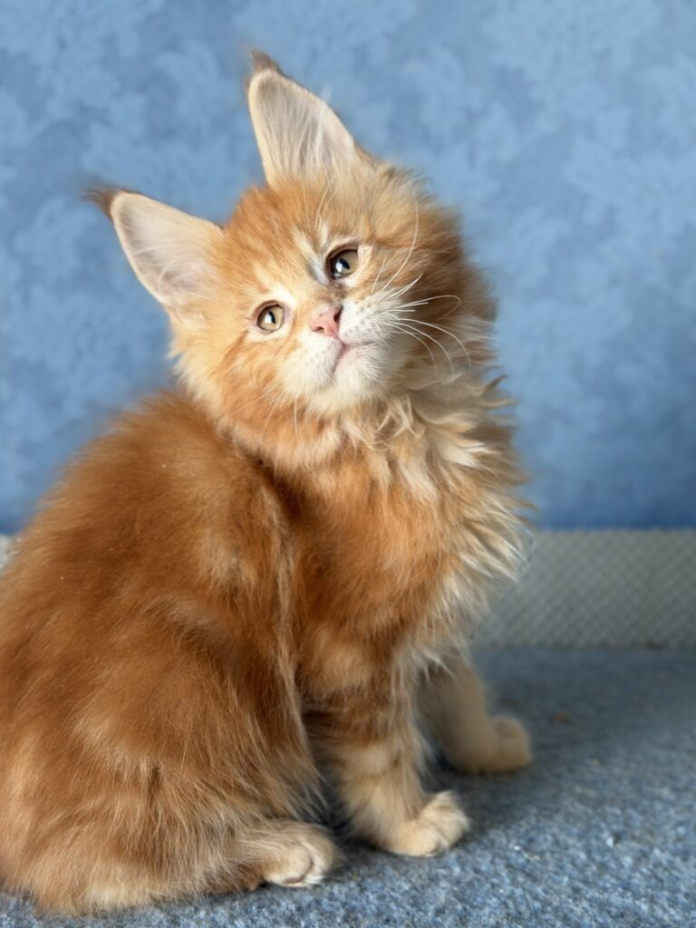 Marzipan