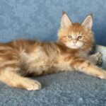 Marzipan thumbnail