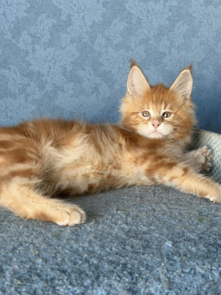 Marzipan