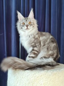 Sapfir Maine Coon kitten - Available for adoption at FavCats