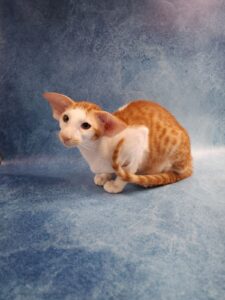 Hadrian after 02.23 Oriental Cat kitten - Available for adoption at FavCats