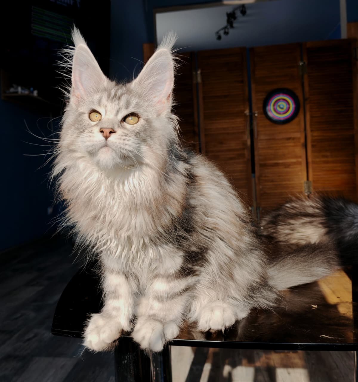 Nevada R Maine Coon kitten - Available for adoption at FavCats